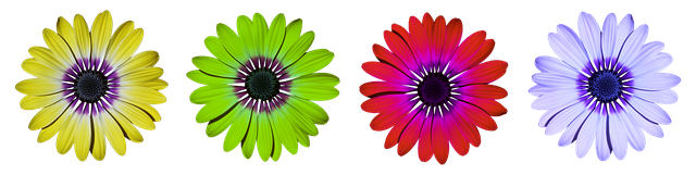 flower-ga098f7f9c_640.png