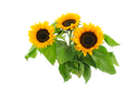 sunflower-2761788_640.png