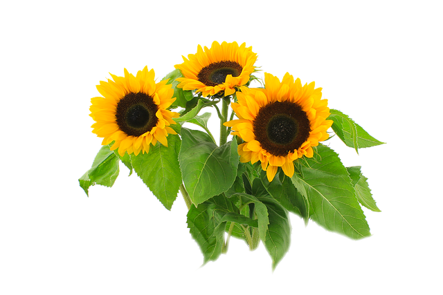 sunflower-2761788_640.png
